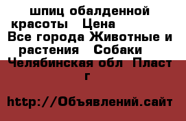 шпиц обалденной красоты › Цена ­ 22 000 - Все города Животные и растения » Собаки   . Челябинская обл.,Пласт г.